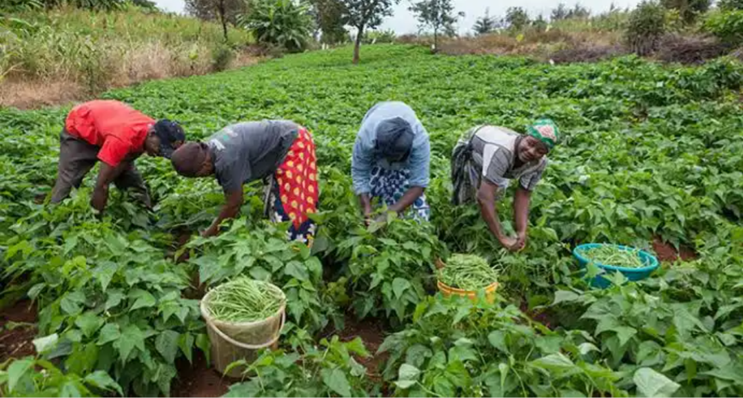 FOOD SECURITY:WE HAVE DEPLOYED THOUSANDS OF RANGERS – BUHARI
