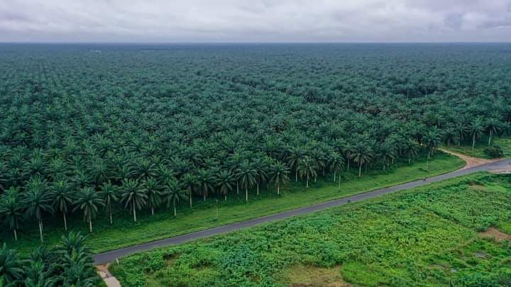 TRANSFORMATION OF ADAPALM BY THE 3R GOVERNMENT