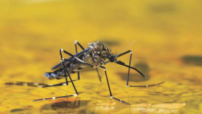 Yellow Fever – West and Central Africa