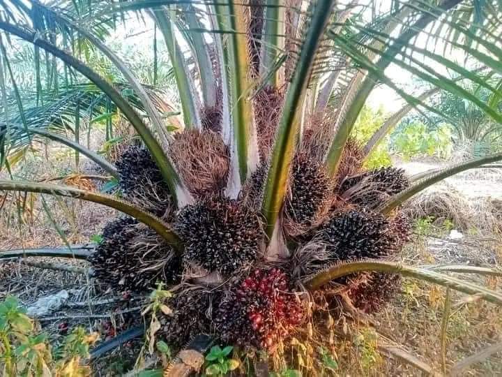 Invest in Oil Palm: A Path to Generational Wealth with JOE-T AGRO EMPIRE