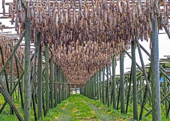 Unveiling the Tradition: The Journey of Stockfish from Nordic Lands to Nigerian Tables