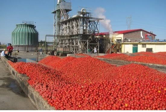 Nigeria Celebrates as Dangote Group Unveils Africa’s Largest Tomato Processing Plant
