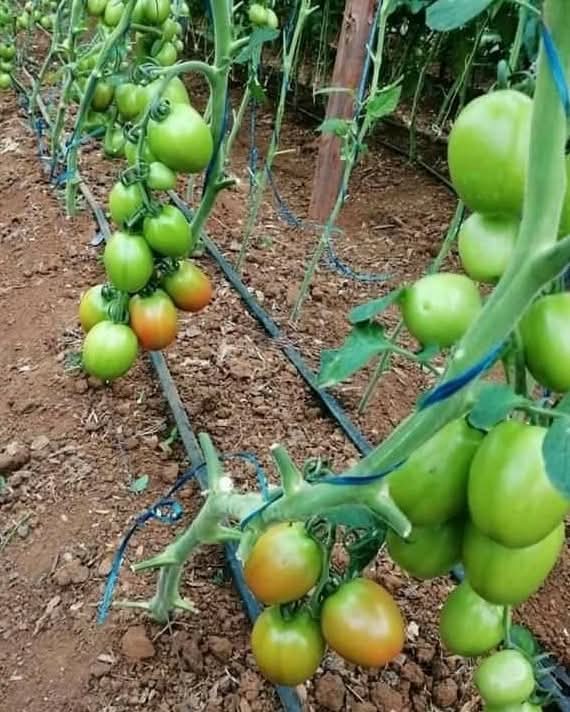 Fountain Drip Nigeria Limited: Transforming Agriculture and Securing Nigeria’s Food Future