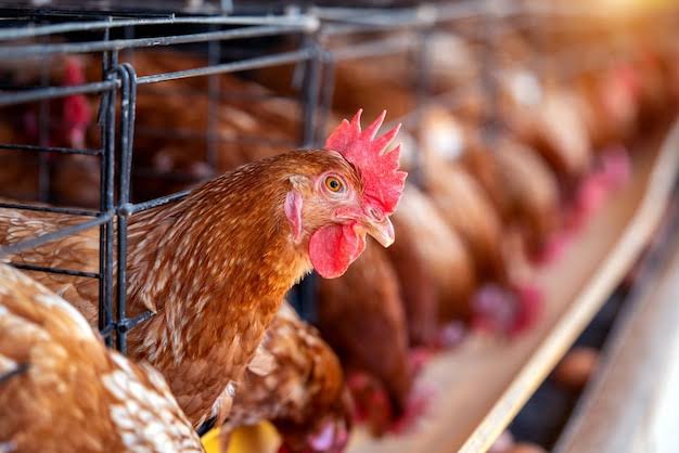 Afrimash Urges Poultry Farmers to Embrace Best Practices, Stresses Odor Control