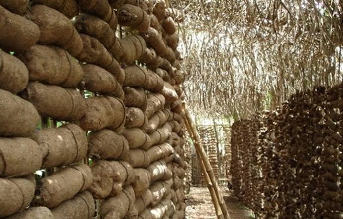 Yam Farming Trends in Nigeria: Regional Insights and Cultural Significance