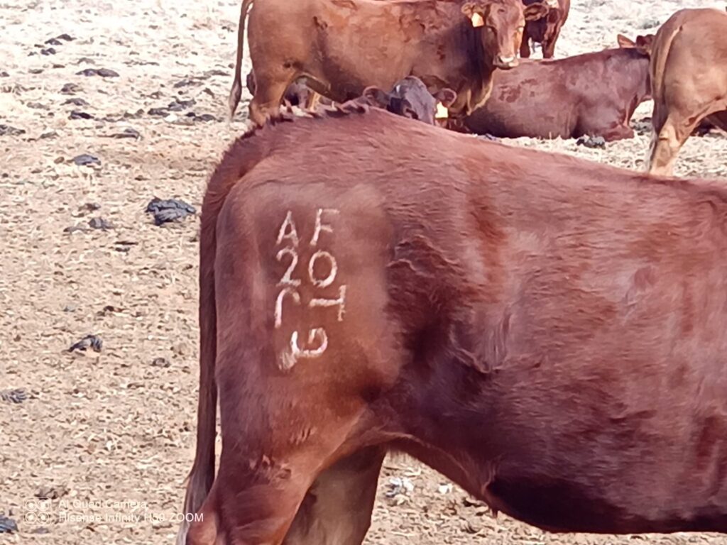 The ethics of branding: a critical tool for security, traceability, and animal welfare