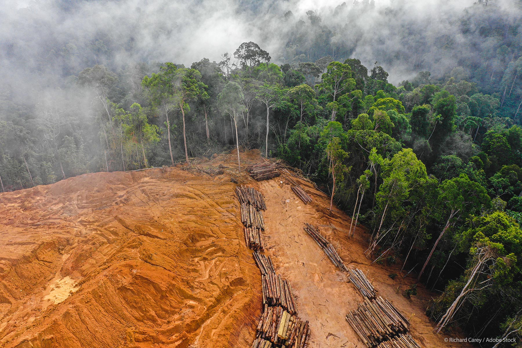 Nigeria Engages EU on Deforestation Regulation Compliance