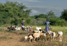 Pastoralism: Inside Africa’s Hidden Powerhouse