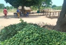 AgTech Alone Can’t Save Nigerian Agriculture — Industry Expert Deola Balogun Warns