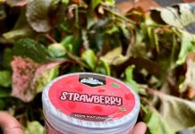 WHEN STRAWBERRIES CAN’T TRAVEL: INSIDE THE LOGISTICS FAILURE PUTTING NIGERIA’S FARMERS AT RISK