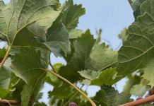 Nigerian-Grown Grapes Gain Spotlight as Agribusiness Founder Calls for Investment in Local Viticulture