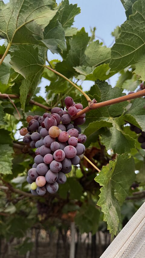 GRAPES IN NIGERIA