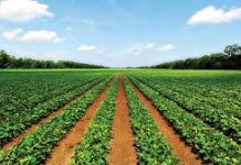 Agriculture Emerges as Nigeria’s Largest Economic Sector in 2025